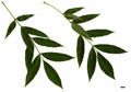 SpeciesSub: subsp. angustifolia SpeciesSub: subsp. angustifolia